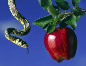 Snake and Apple