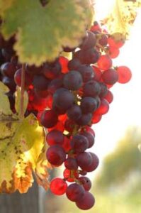 Grapes red on the vine