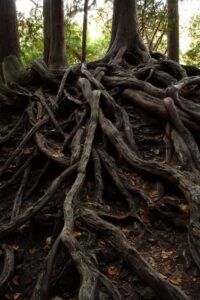 Roots